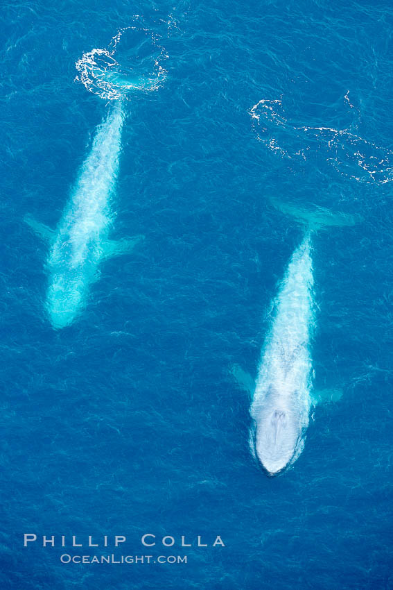 Blue whales, two blue whales swimming alongside one another. La Jolla, California, USA, Balaenoptera musculus, natural history stock photograph, photo id 21284