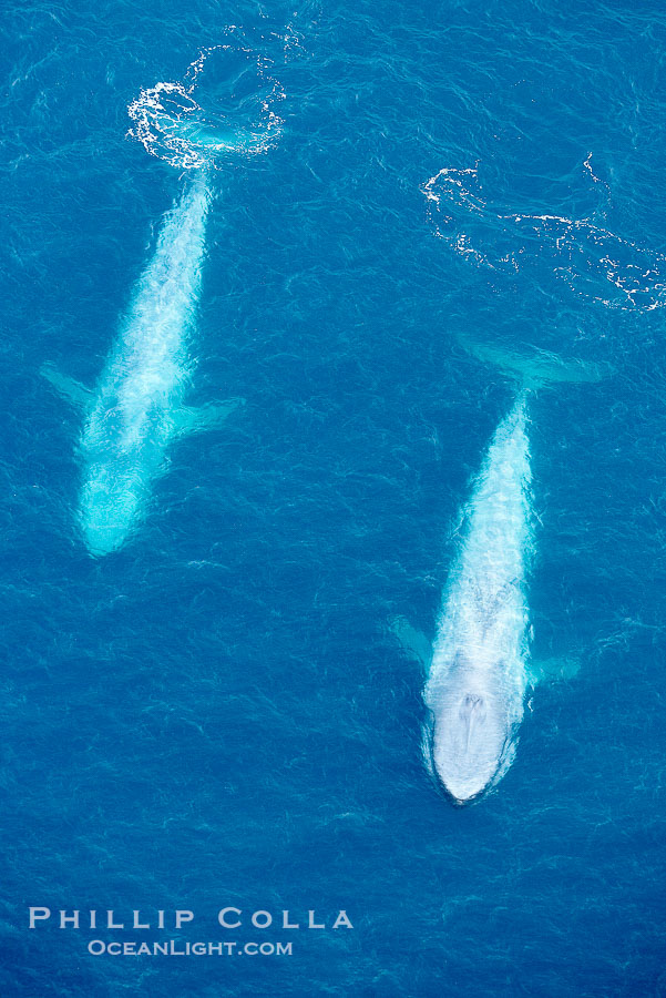 Blue whales, two blue whales swimming alongside one another., Balaenoptera musculus, natural history stock photograph, photo id 21284