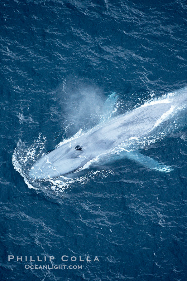 Blue whale, swimming through the open ocean., Balaenoptera musculus, natural history stock photograph, photo id 21304