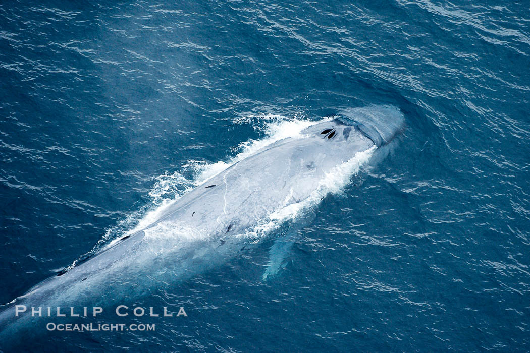 Blue whale, swimming through the open ocean., Balaenoptera musculus, natural history stock photograph, photo id 21299