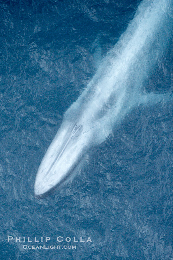 Blue whale. The sleek hydrodynamic shape of the enormous blue whale allows it to swim swiftly through the ocean, at times over one hundred miles in a single day., Balaenoptera musculus, natural history stock photograph, photo id 21303
