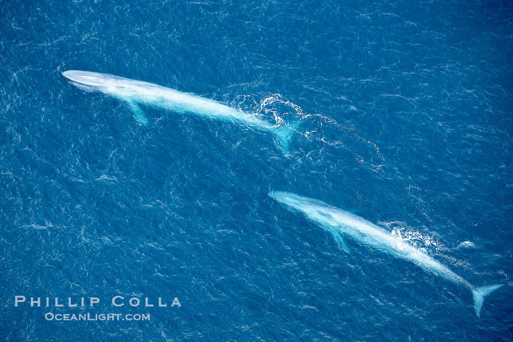 Blue whales, two blue whales swimming alongside one another., Balaenoptera musculus, natural history stock photograph, photo id 21305