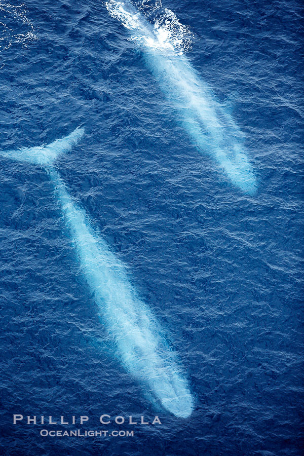 Blue whales, two blue whales swimming alongside one another., Balaenoptera musculus, natural history stock photograph, photo id 21313