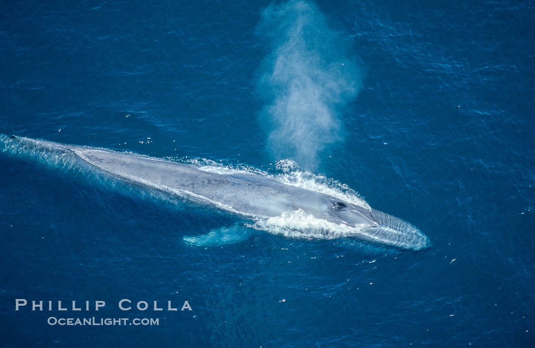 Blue whale, blowhole open, Balaenoptera musculus