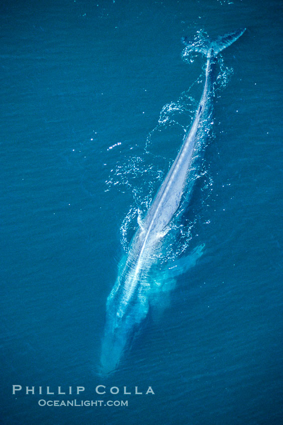 Blue whale, mottled skin, vertebrae, inflated throat, swimming at surface in the open ocean between foraging dives, aerial view., Balaenoptera musculus, natural history stock photograph, photo id 02195