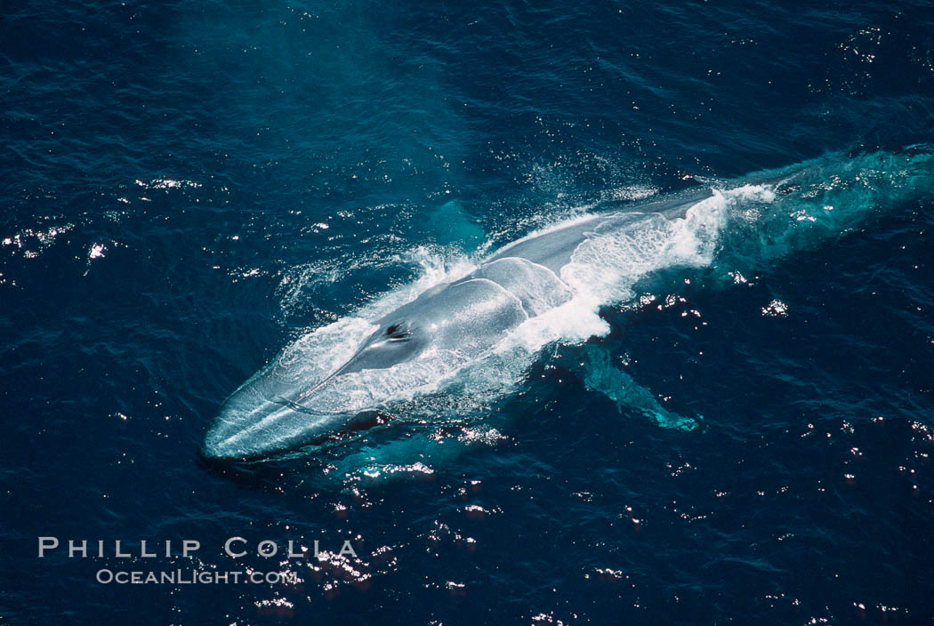 Blue whale, throat pleats distended during feeding., Balaenoptera musculus, natural history stock photograph, photo id 02307
