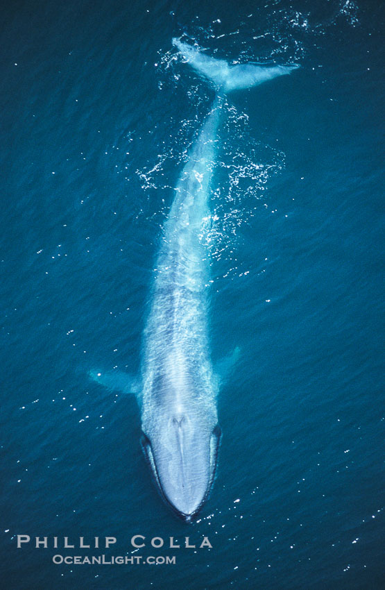 A huge blue whale swims through the open ocean in this aerial photograph.  The blue whale is the largest animal ever to live on Earth, Balaenoptera musculus