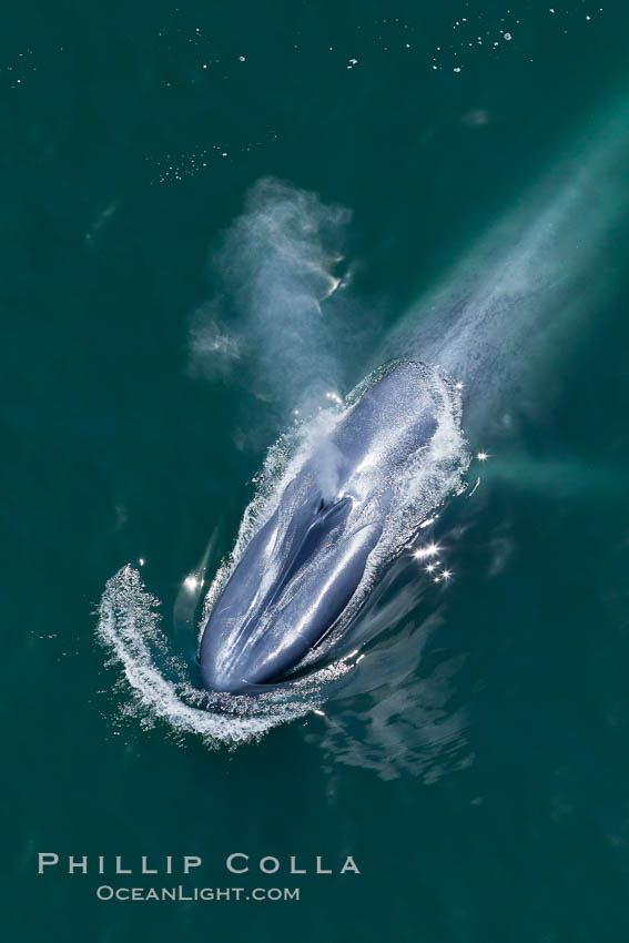 Blue whale, exhaling as it surfaces from a dive, aerial photo.  The blue whale is the largest animal ever to have lived on Earth, exceeding 100' in length and 200 tons in weight. Redondo Beach, California, USA, Balaenoptera musculus, natural history stock photograph, photo id 25950