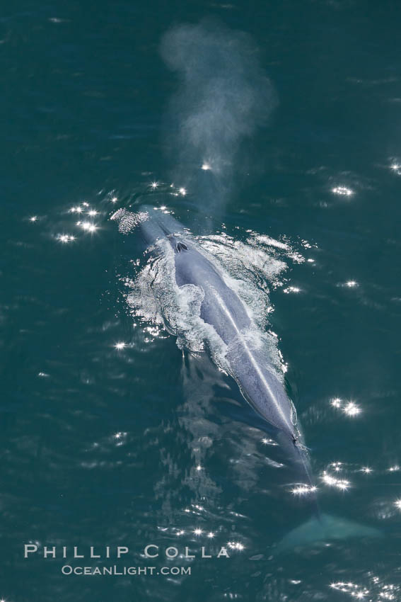 Blue whale, exhaling as it surfaces from a dive, aerial photo.  The blue whale is the largest animal ever to have lived on Earth, exceeding 100' in length and 200 tons in weight. Redondo Beach, California, USA, Balaenoptera musculus, natural history stock photograph, photo id 25974