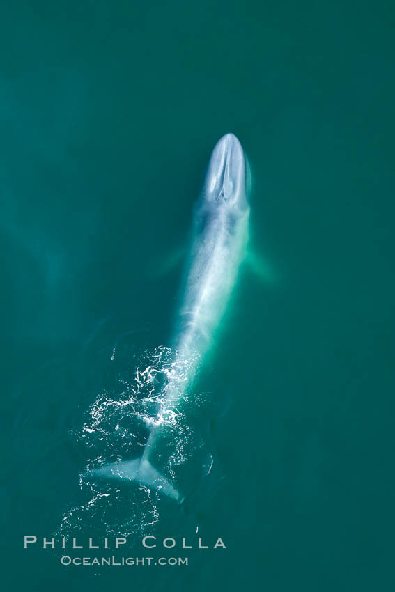 Blue whale swims at the surface of the ocean in this aerial photograph.  The blue whale is the largest animal ever to have lived on Earth, exceeding 100' in length and 200 tons in weight, Balaenoptera musculus, Redondo Beach, California
