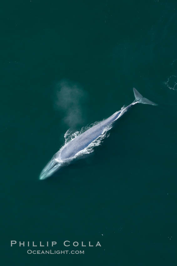 Blue whale, exhaling as it surfaces from a dive, aerial photo.  The blue whale is the largest animal ever to have lived on Earth, exceeding 100' in length and 200 tons in weight. Redondo Beach, California, USA, Balaenoptera musculus, natural history stock photograph, photo id 25956
