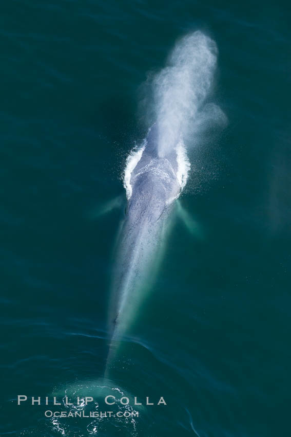Blue whale, exhaling as it surfaces from a dive, aerial photo.  The blue whale is the largest animal ever to have lived on Earth, exceeding 100' in length and 200 tons in weight. Redondo Beach, California, USA, Balaenoptera musculus, natural history stock photograph, photo id 25955
