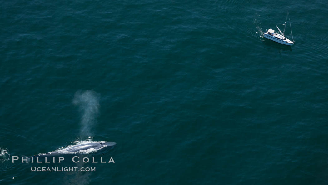 A blue whale swims near a sailboat.  The blue whale is the largest animal ever to have lived on Earth, exceeding 100' in length and 200 tons in weight. Redondo Beach, California, USA, Balaenoptera musculus, natural history stock photograph, photo id 25959