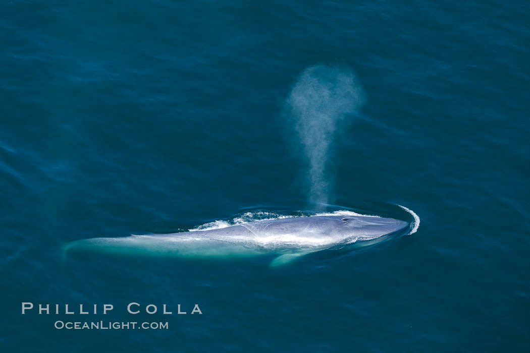 Blue whale, exhaling as it surfaces from a dive, aerial photo.  The blue whale is the largest animal ever to have lived on Earth, exceeding 100' in length and 200 tons in weight. Redondo Beach, California, USA, Balaenoptera musculus, natural history stock photograph, photo id 25975