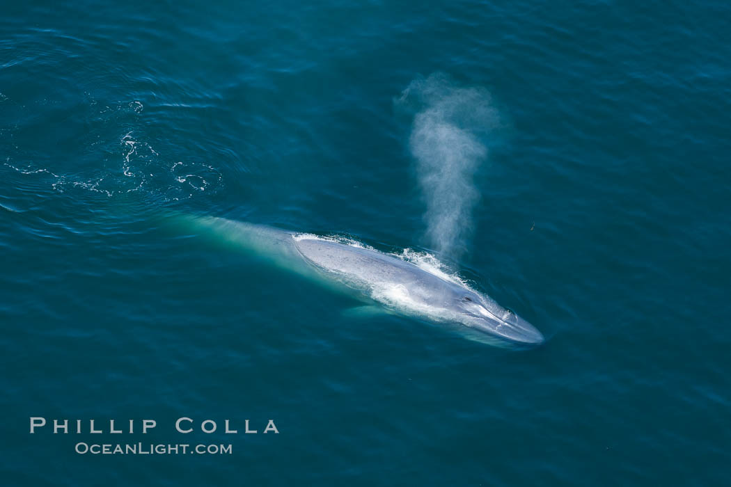 Blue whale, exhaling as it surfaces from a dive, aerial photo.  The blue whale is the largest animal ever to have lived on Earth, exceeding 100' in length and 200 tons in weight. Redondo Beach, California, USA, Balaenoptera musculus, natural history stock photograph, photo id 25961