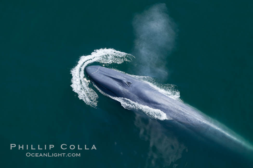 Blue whale, exhaling as it surfaces from a dive, aerial photo. The blue whale is the largest animal ever to have lived on Earth, exceeding 100' in length and 200 tons in weight. Redondo Beach, California, USA, Balaenoptera musculus, natural history stock photograph, photo id 26408