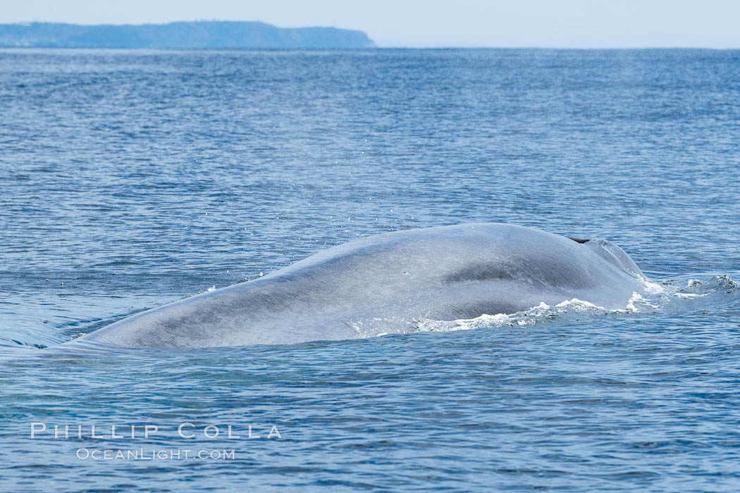 Blue whale, Balaenoptera Musculus, Southern California. San Diego, USA, Balaenoptera musculus, natural history stock photograph, photo id 34561