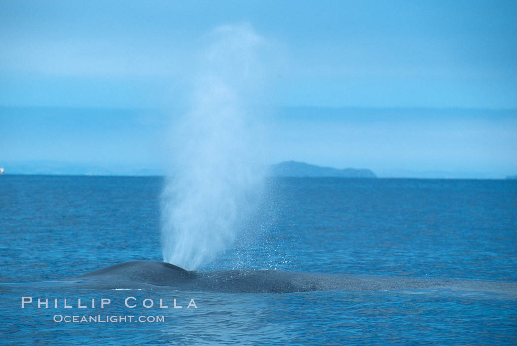 Blue whale surfacing, Isla Coronado del Norte in background,  Baja California (Mexico). Coronado Islands (Islas Coronado), Balaenoptera musculus, natural history stock photograph, photo id 03342