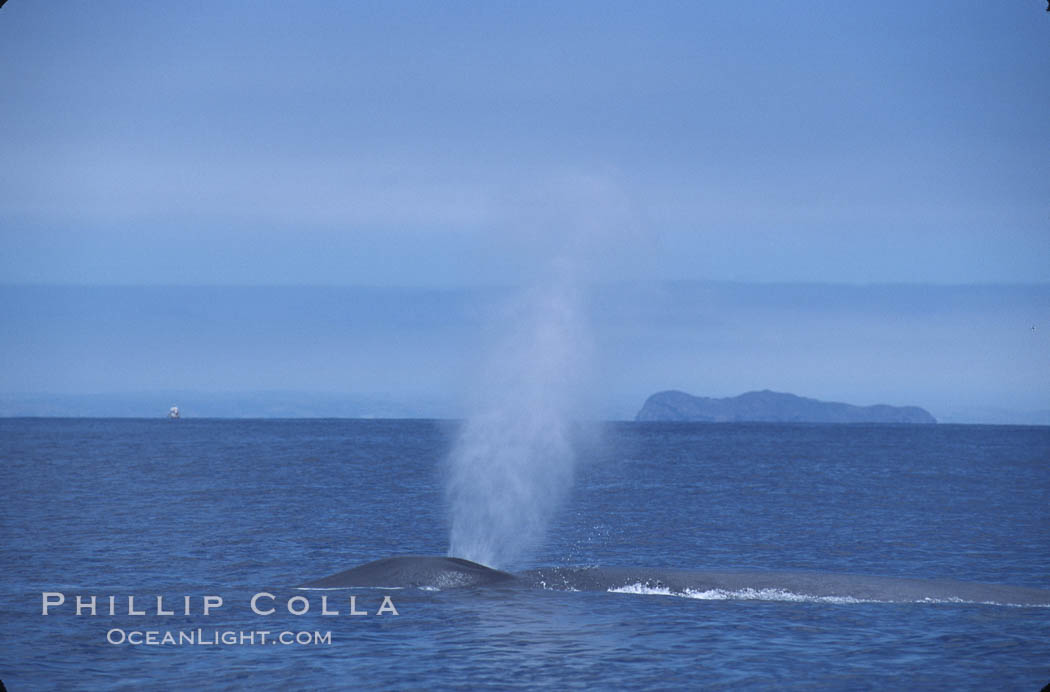 Blue whale surfacing, Isla Coronado del Norte in background,  Baja California (Mexico). Coronado Islands (Islas Coronado), Balaenoptera musculus, natural history stock photograph, photo id 03341
