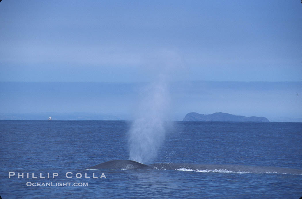 Blue whale surfacing, Isla Coronado del Norte in background,  Baja California (Mexico). Coronado Islands (Islas Coronado), Coronado Islands, Baja California, Mexico, Balaenoptera musculus, natural history stock photograph, photo id 03341