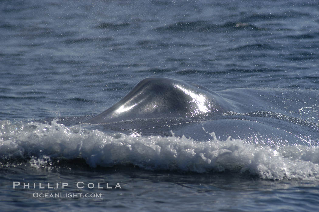 The splashguard of this approaching blue whale pushes water aside so that it can open its blowholes  (which are just behind the splashguard) to breathe.  Open ocean offshore of San Diego. California, USA, Balaenoptera musculus, natural history stock photograph, photo id 07520