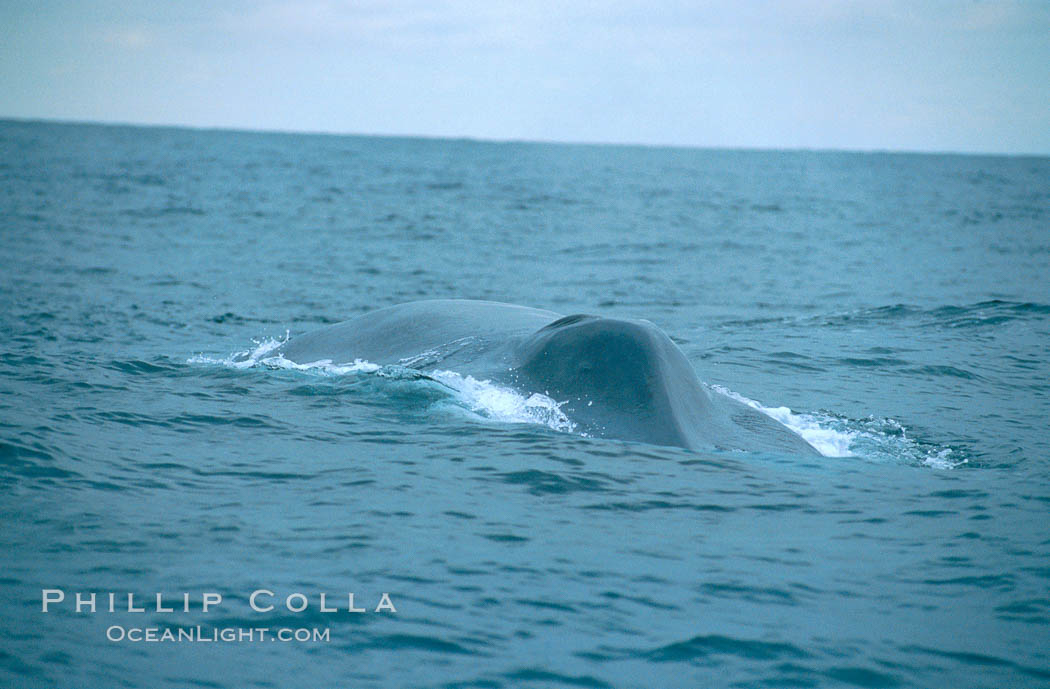 Blue whale, approaching showing blowhole splashguard., Balaenoptera musculus, natural history stock photograph, photo id 02215