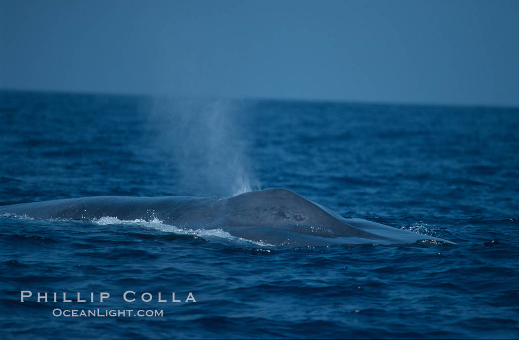 Blue whale, exhaling, note splashguard foreward of blowholes, Baja California., Balaenoptera musculus, natural history stock photograph, photo id 03045