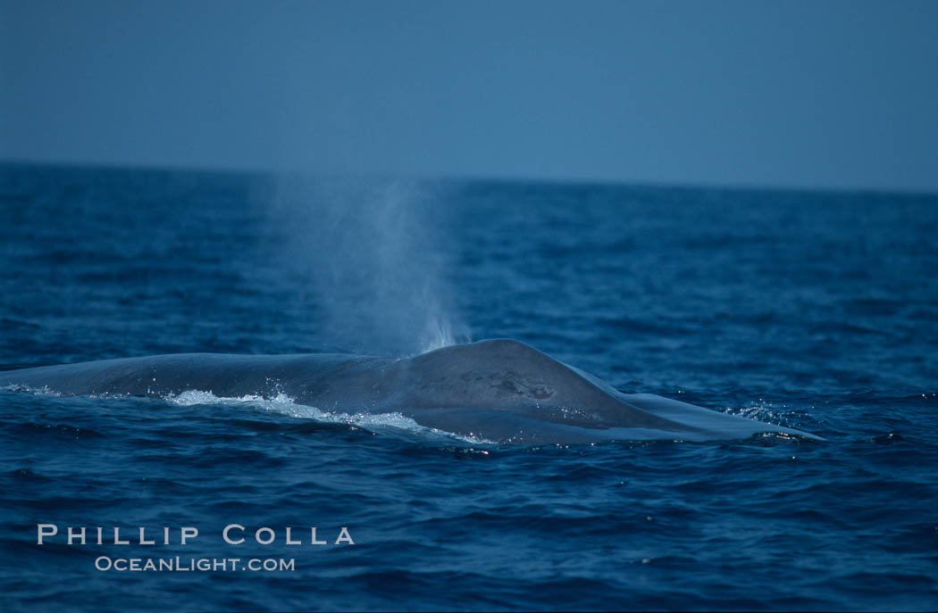 Blue whale, exhaling, note splashguard foreward of blowholes, Baja California, Balaenoptera musculus