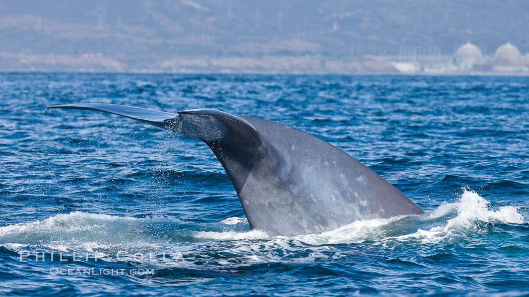 Blue whale and San Onofre Nuclear Power generating station, raising fluke prior to diving for food, fluking up, lifting tail as it swims in the open ocean foraging for food. Dana Point, California, USA, Balaenoptera musculus, natural history stock photograph, photo id 27340