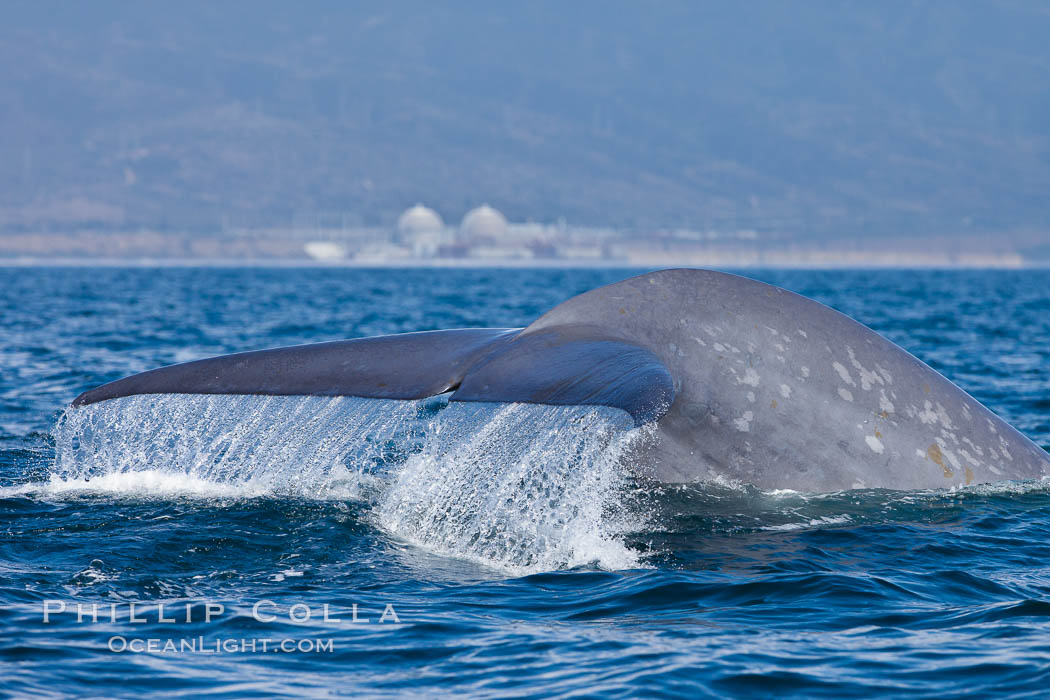 Blue whale and San Onofre Nuclear Power generating station, raising fluke prior to diving for food, fluking up, lifting its tail as it swims in the open ocean foraging for food. Dana Point, California, USA, Balaenoptera musculus, natural history stock photograph, photo id 27337
