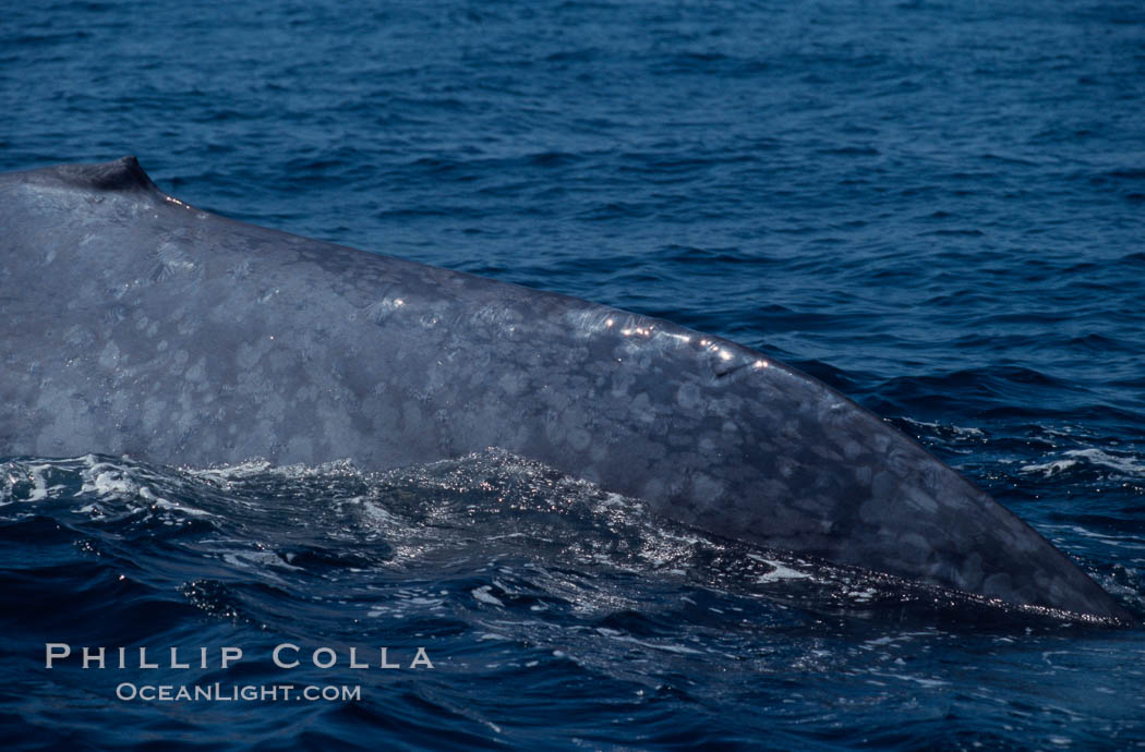 Blue whale, dorsal aspect of caudal stem,  Baja California (Mexico), Balaenoptera musculus