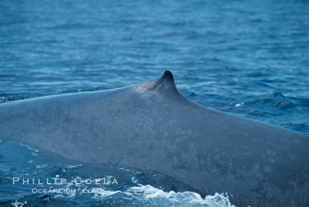 Blue whale surfacing, dorsal fin,  Baja California (Mexico), Balaenoptera musculus