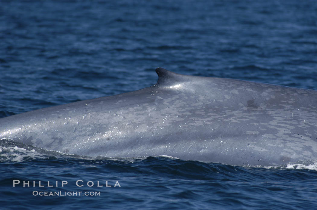 An enormous blue whale rounds out (hunches up its back) before diving.  Note the distinctive mottled skin pattern and small, falcate dorsal fin. Open ocean offshore of San Diego, Balaenoptera musculus