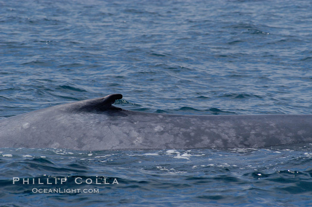 The characteristic falcate (rounded) dorsal fin and gray/blue mottled skin pattern of a blue whale.  The blue whale is the largest animal on earth, reaching 80 feet in length and weighing as much as 300,000 pounds.  Near Islas Coronado (Coronado Islands). Coronado Islands (Islas Coronado), Baja California, Mexico, Balaenoptera musculus, natural history stock photograph, photo id 09507