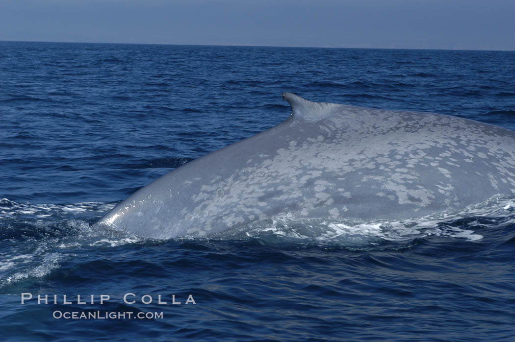 An enormous blue whale rounds out (hunches up its back) before diving.  Note the distinctive mottled skin pattern and small, falcate dorsal fin. Open ocean offshore of San Diego. California, USA, Balaenoptera musculus, natural history stock photograph, photo id 07525