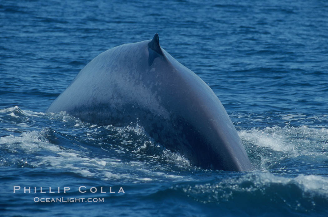 An enormous blue whale rounds out (hunches up its back) before diving.  Note the distinctive mottled skin pattern and small, falcate dorsal fin. Open ocean offshore of San Diego. California, USA, Balaenoptera musculus, natural history stock photograph, photo id 07577