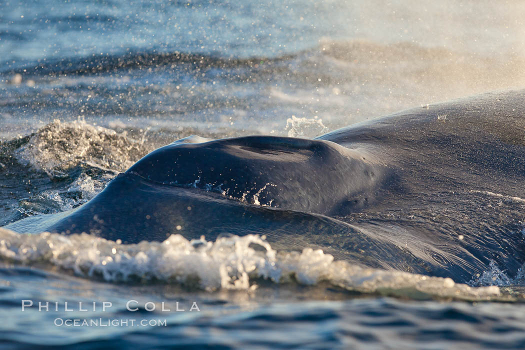 A blue whale exhales. The blow, or spout, of a blue whale can reach 30 feet into the air. The blue whale is the largest animal ever to live on earth. La Jolla, California, USA, natural history stock photograph, photo id 27145