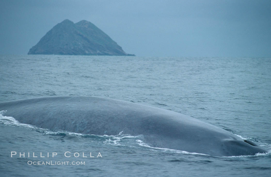 Blue whale rounding out at surface, North Coronado island in background, Balaenoptera musculus, Coronado Islands (Islas Coronado)