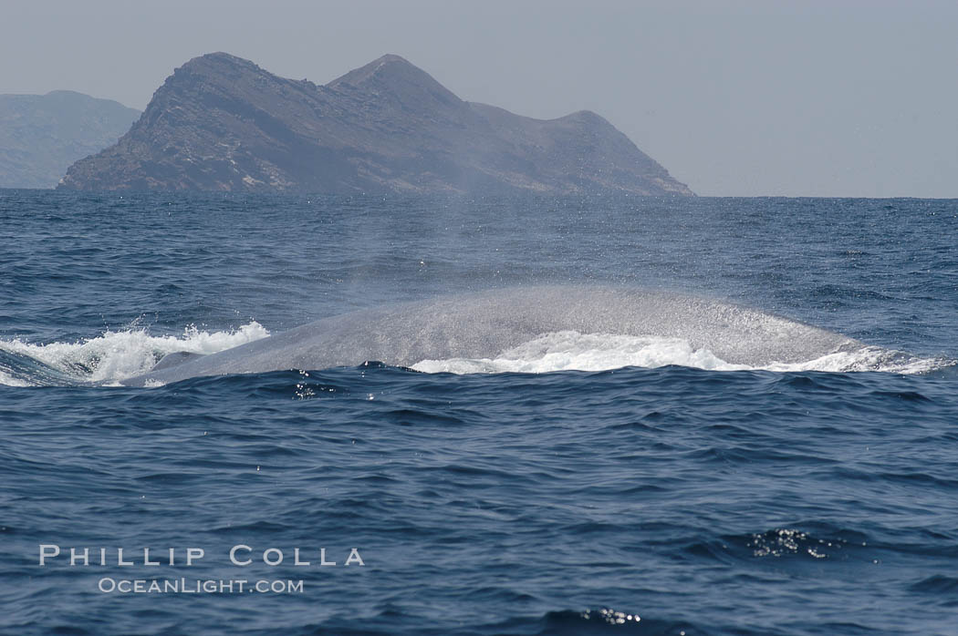 A blue whale rounds out at the surface before diving in search of food.  A blue whale can stay submerged while foraging for food for up to 20 minutes.  The blue whale is the largest animal on earth, reaching 80 feet in length and weighing as much as 300,000 pounds.  North Coronado Island is in the background. Coronado Islands (Islas Coronado), Baja California, Mexico, Balaenoptera musculus, natural history stock photograph, photo id 09500