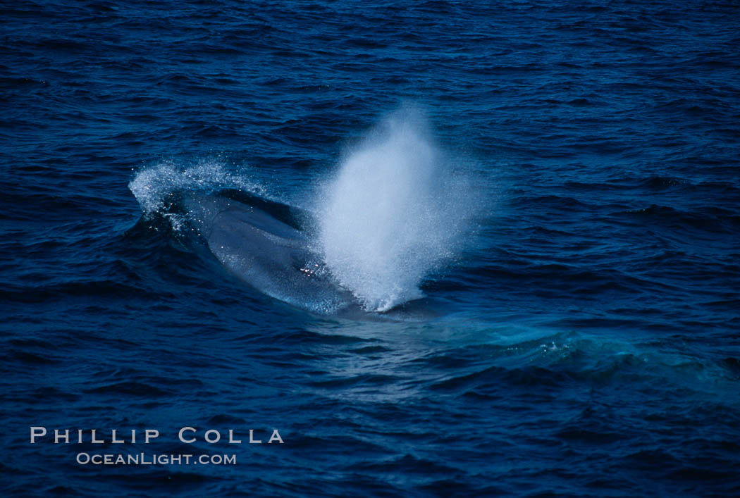 Blue whale surfacing. San Miguel Island, California, USA, Balaenoptera musculus, natural history stock photograph, photo id 00931