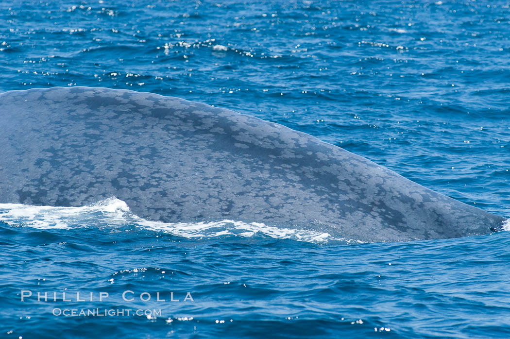 The characteristic gray/blue mottled skin pattern of a blue whale, seen on its dorsal ridge (spine) as its arches its back prior to a dive.  The blue whale is the largest animal on earth, reaching 80 feet in length and weighing as much as 300,000 pounds.  Near Islas Coronado (Coronado Islands). Coronado Islands (Islas Coronado), Baja California, Mexico, Balaenoptera musculus, natural history stock photograph, photo id 09513
