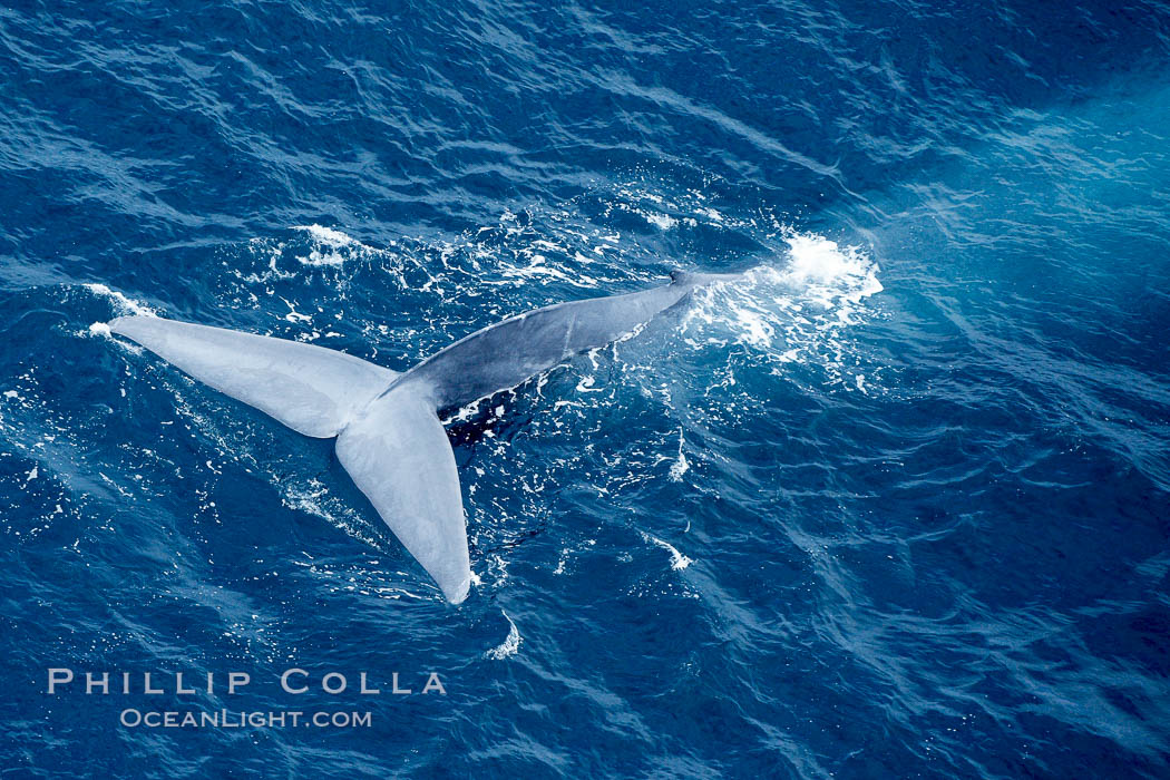 Blue whale fluking.  An enormous blue whale raises its powerful fluke (tail) high out of the water as it makes a steep dive into the open ocean. La Jolla, California, USA, Balaenoptera musculus, natural history stock photograph, photo id 21261