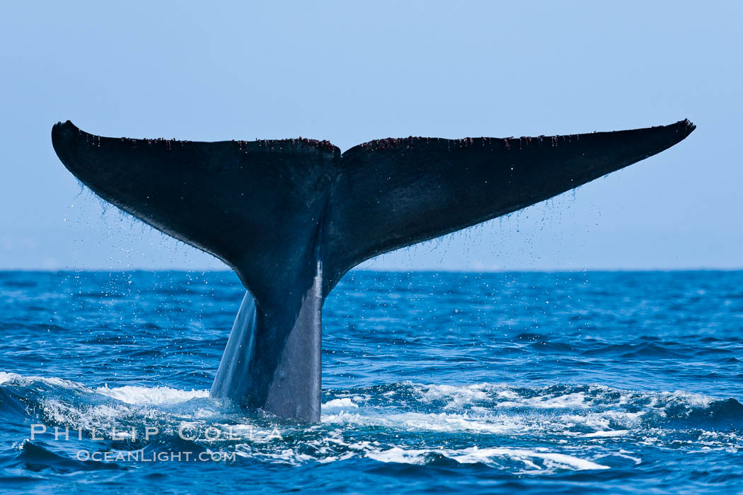 Blue whale, raising fluke prior to diving for food. San Diego, California, USA, Balaenoptera musculus, natural history stock photograph, photo id 16186