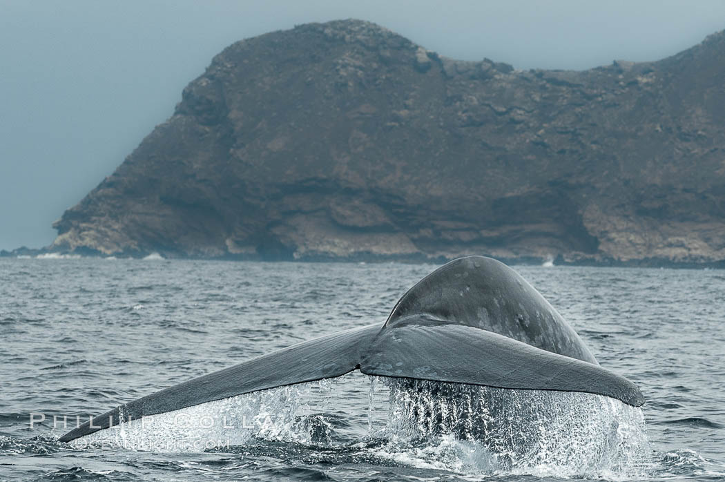 A blue whale raises its fluke before diving in search of food.  The blue whale is the largest animal on earth, reaching 80 feet in length and weighing as much as 300,000 pounds.  North Coronado Island is in the background, Balaenoptera musculus, Coronado Islands (Islas Coronado)