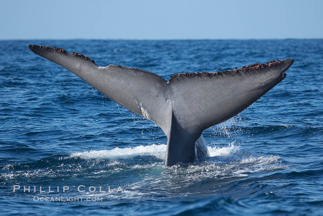 Blue whale fluke with barnacles and orca bite, San Diego, copyright Oceanlight.com