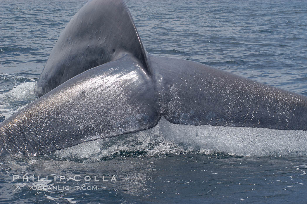 A blue whale raises its fluke before diving in search of food.  The blue whale is the largest animal on earth, reaching 80 feet in length and weighing as much as 300,000 pounds.  Near Islas Coronado (Coronado Islands). Coronado Islands (Islas Coronado), Baja California, Mexico, Balaenoptera musculus, natural history stock photograph, photo id 09487