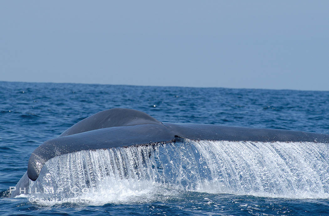 A blue whale raises its fluke before diving in search of food.  The blue whale is the largest animal on earth, reaching 80 feet in length and weighing as much as 300,000 pounds.  Near Islas Coronado (Coronado Islands)., Balaenoptera musculus, natural history stock photograph, photo id 09527