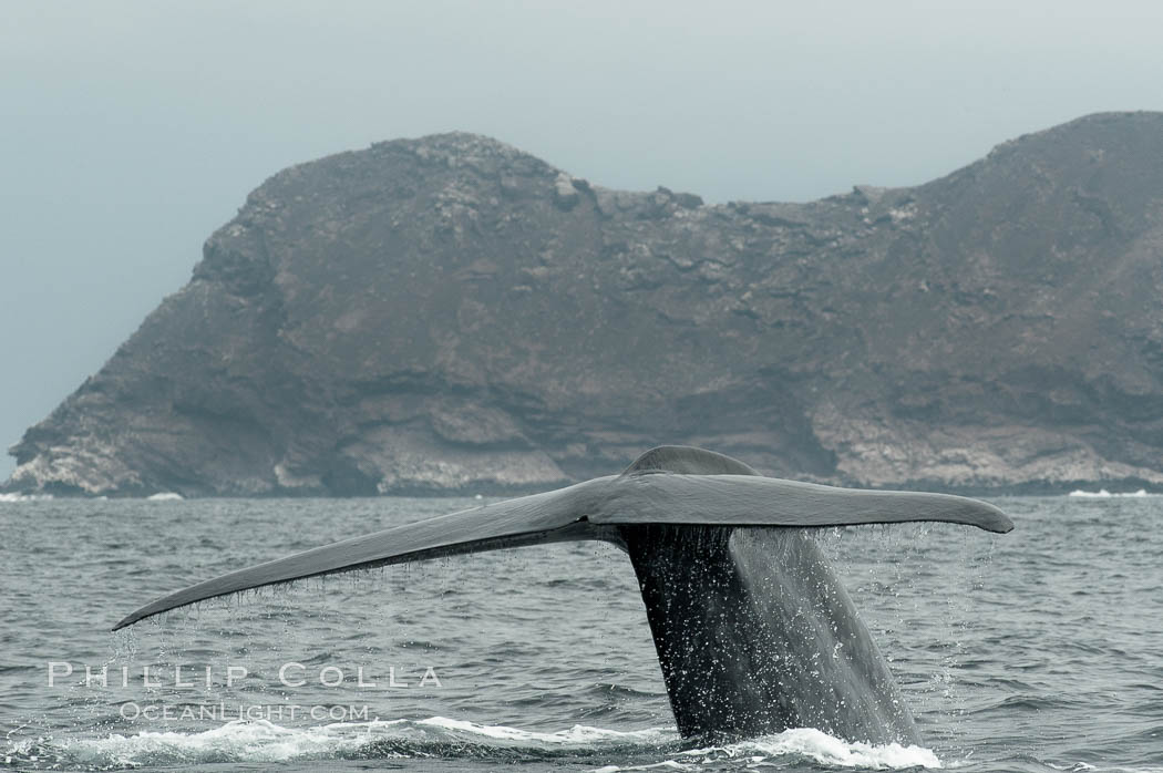 A blue whale raises its fluke before diving in search of food.  The blue whale is the largest animal on earth, reaching 80 feet in length and weighing as much as 300,000 pounds.  North Coronado Island is in the background. Coronado Islands (Islas Coronado), Baja California, Mexico, Balaenoptera musculus, natural history stock photograph, photo id 09485