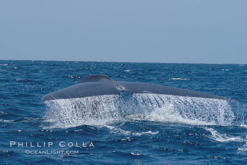 A blue whale raises its fluke before diving in search of food.  The blue whale is the largest animal on earth, reaching 80 feet in length and weighing as much as 300,000 pounds.  Near Islas Coronado (Coronado Islands). Coronado Islands (Islas Coronado), Baja California, Mexico, Balaenoptera musculus, natural history stock photograph, photo id 09529