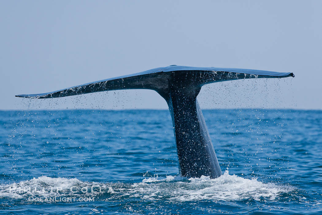 Blue whale, raising fluke prior to diving for food., Balaenoptera musculus, natural history stock photograph, photo id 16189
